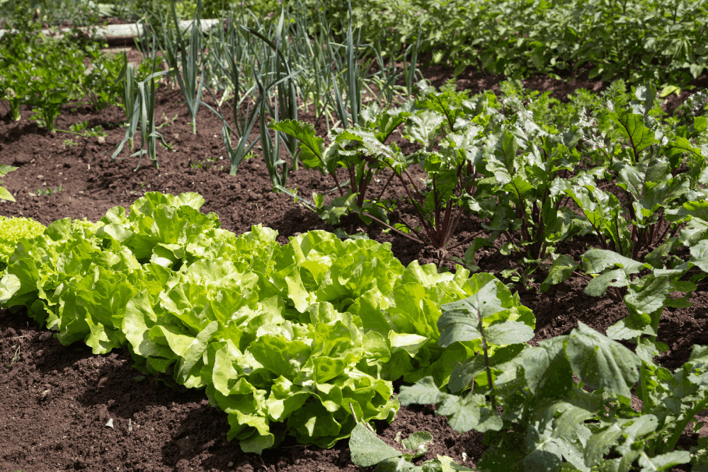 In Ground Gardens