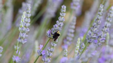 Gardening for Pollinators (and other beneficial wildlife)