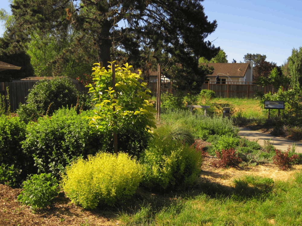 Food Forests