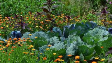 Companion Planting for a Thriving Vegetable Garden