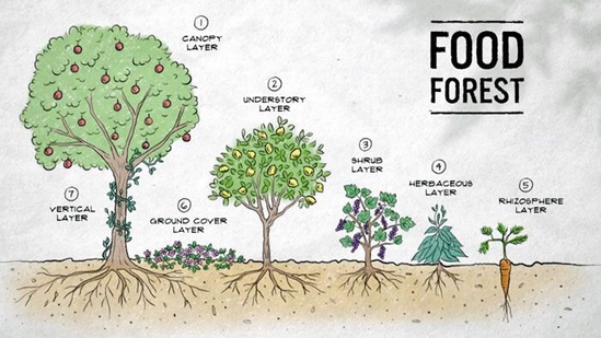 Food Forests