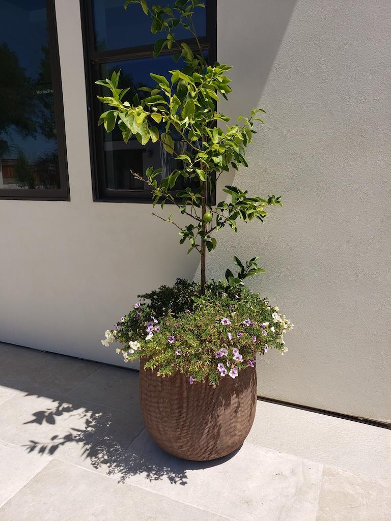 Crozat potted citurs