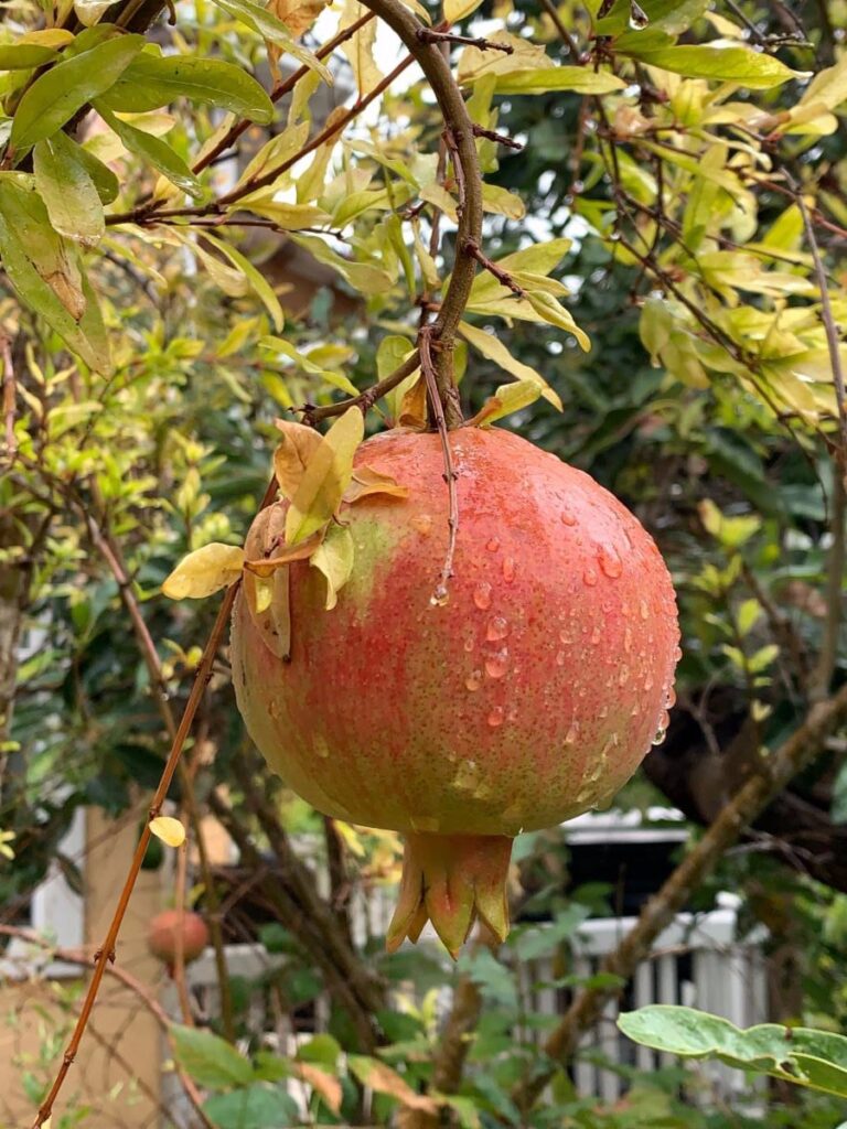 Pomegranate in rain