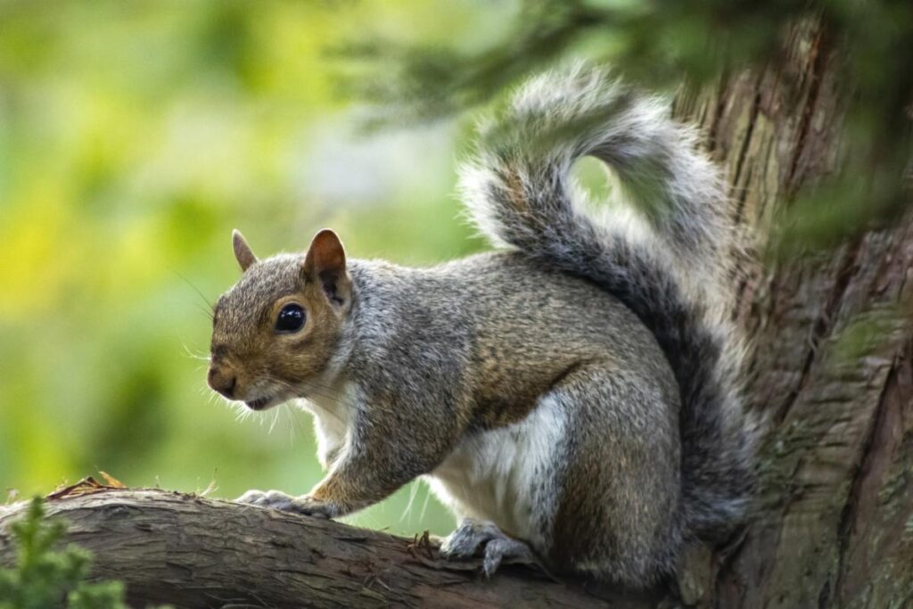 squirrel