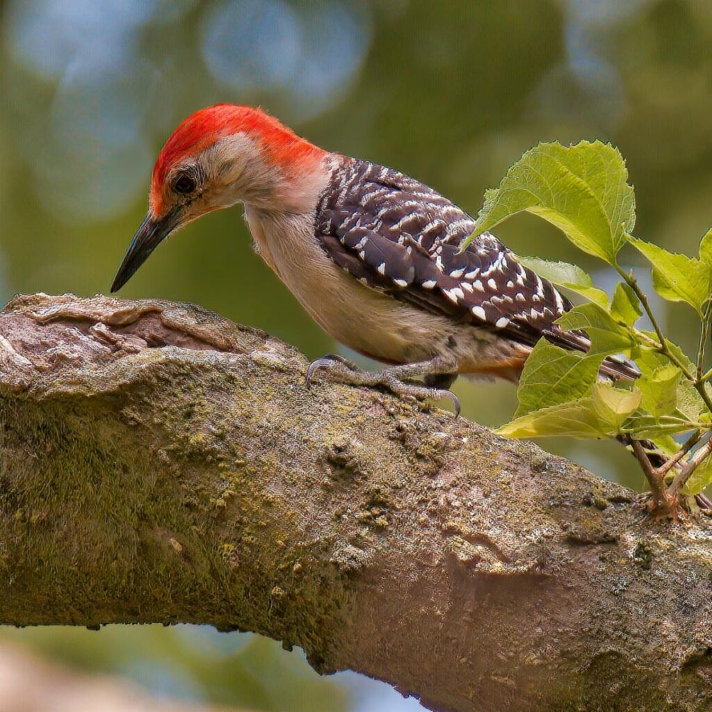 woodpecker
