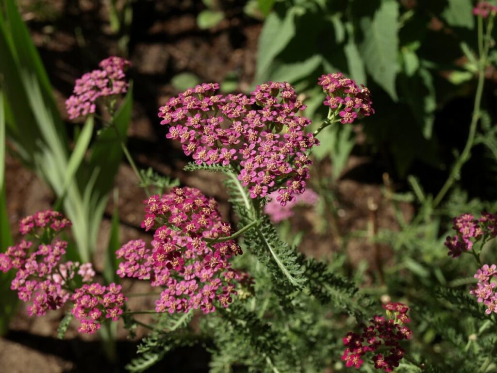 yarrow