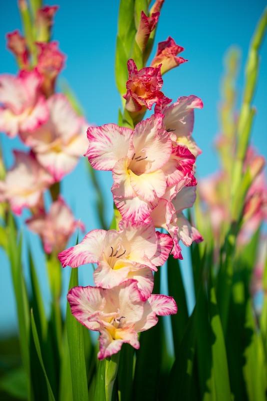 gladiolus