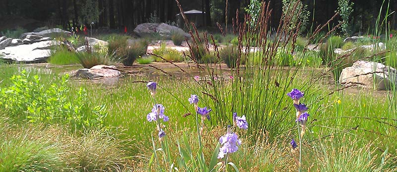 native-garden-buck