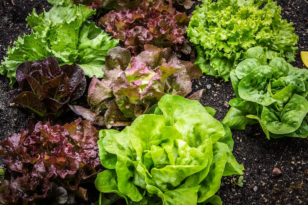 Salad Greens and Lettuce