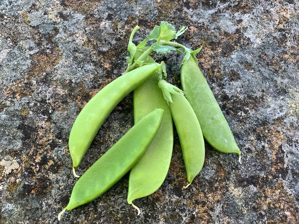 Snap or Snow Peas
