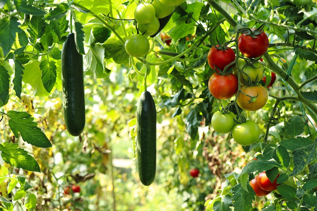 The Best Veggies to Grow vs. Store-Bought: Which Ones Are Worth the Effort?
