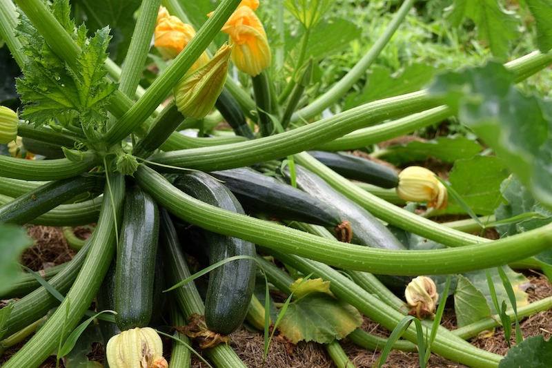 Zucchini/Summer Squash