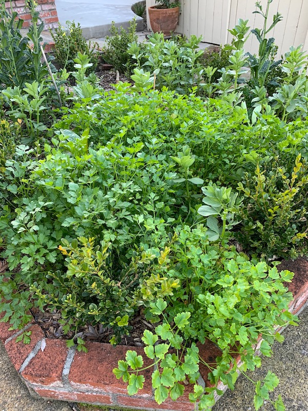 Culinary herbs