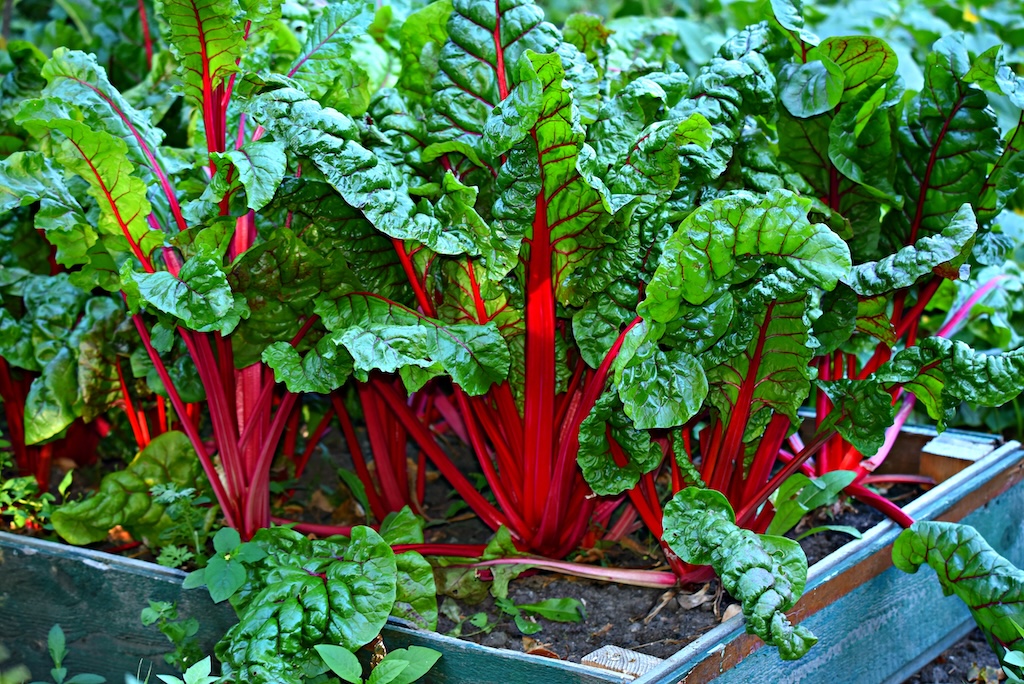 Kale and chard
