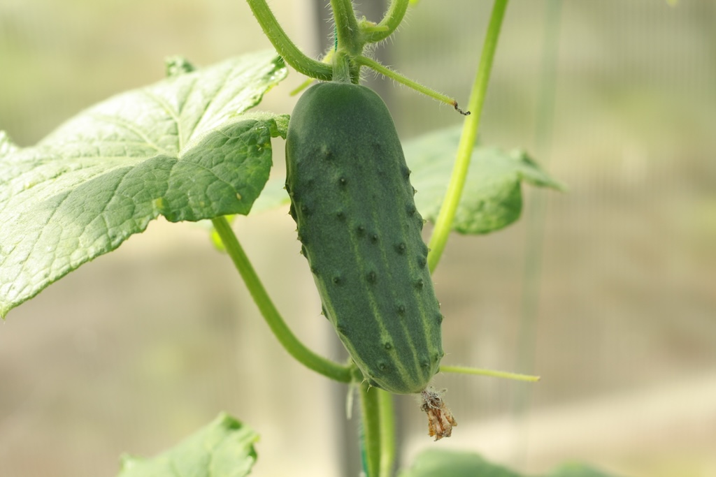 Cucumbers