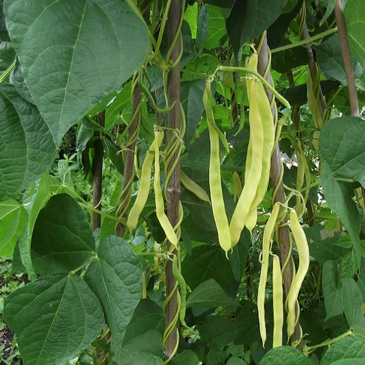 Snap (Green) Beans